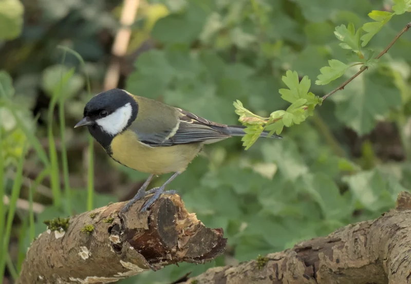 A magnificent great tit!