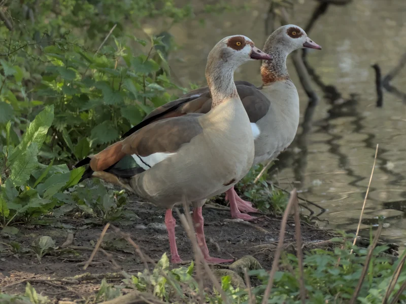 A pair of Egyptian Geese.