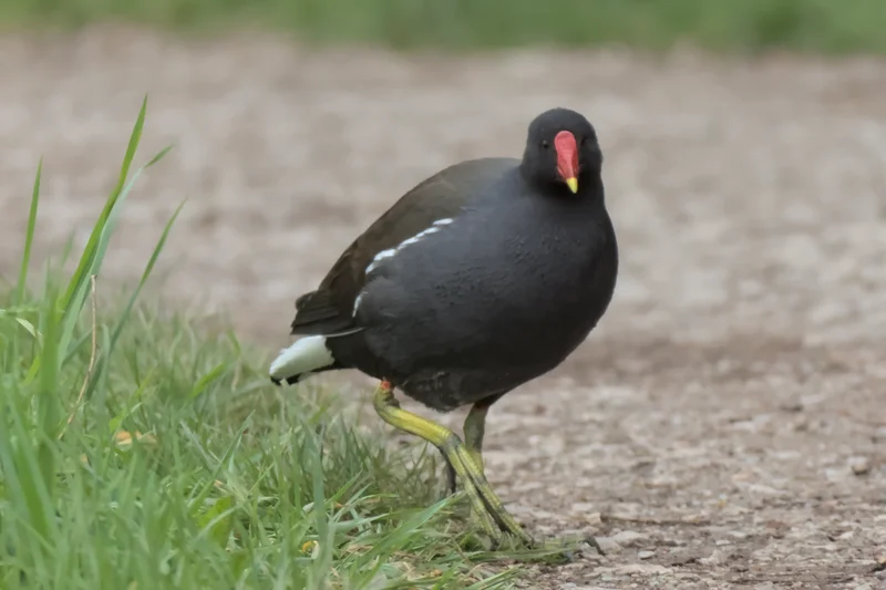 A curious moorhen.