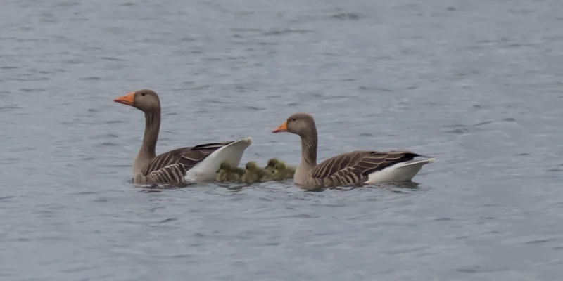 A pair of geese swimming on the lake with 4 goslings protected between them.
