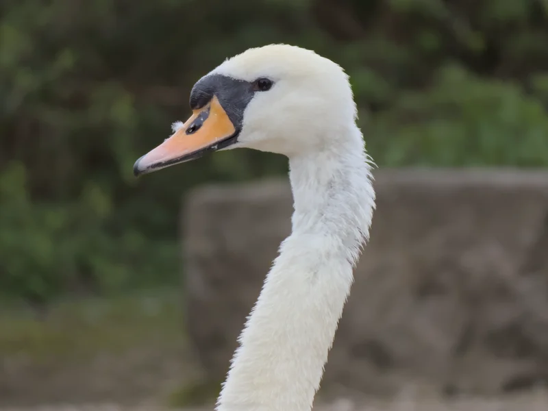The head and neck of a swan.