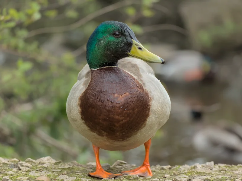 A very dapper duck.